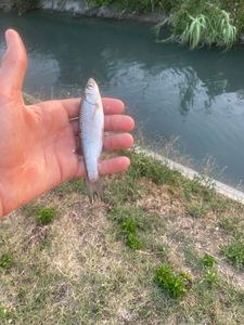 Roach