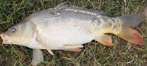 Mirror Carp