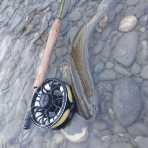 Rainbow Trout