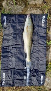 Zander