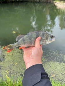 European Perch
