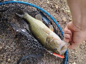Largemouth Bass