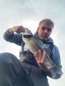 European Bass (Seabass)