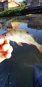 European Perch