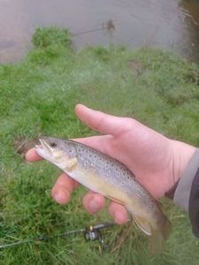 Brown Trout