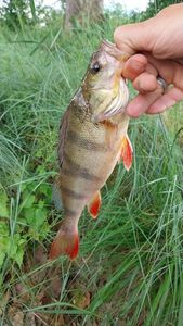 European Perch