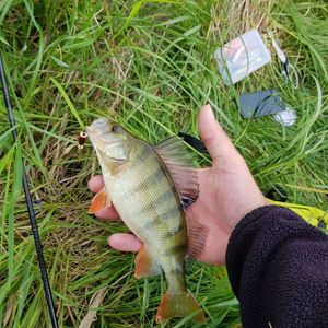 European Perch