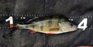 European Perch