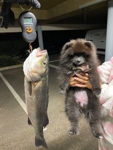 European Bass (Seabass)