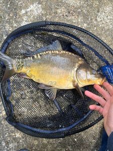 Mirror Carp