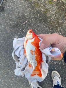 African Red Snapper