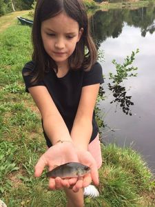 European Perch