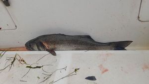 European Bass (Seabass)