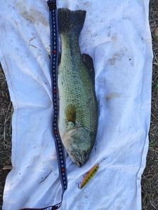 Smallmouth Bass