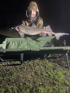Sturgeon