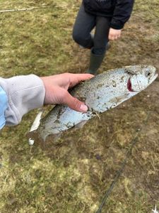 Cutthroat Trout