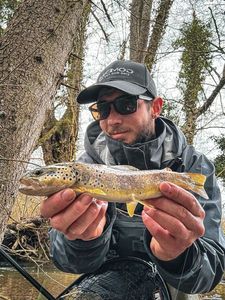 Brown Trout
