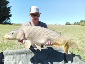 Common Carp
