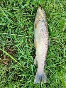Brown Trout