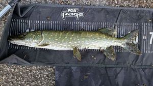 Northern Pike