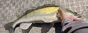 Zander