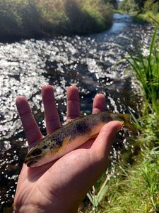 Brown Trout