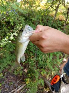 Largemouth Bass