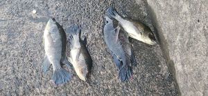 Tilapia