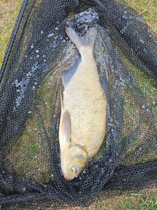Common Bream