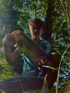 Largemouth Bass