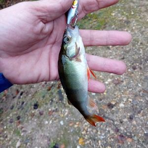 European Perch