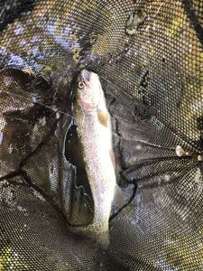 Rainbow Trout