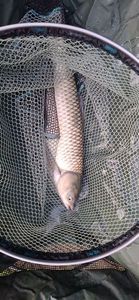 Grass Carp