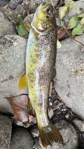 Brown Trout