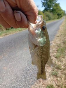 Largemouth Bass