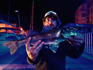 European Bass (Seabass)