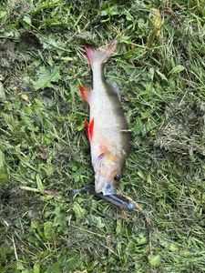 European Perch