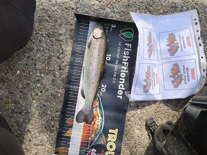 Rainbow Trout