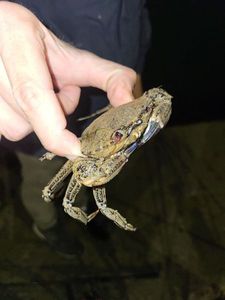 Velvet Swimming Crab