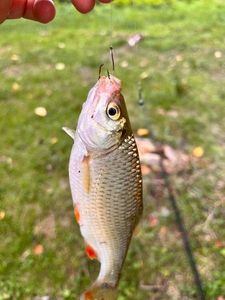 Roach