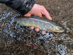 Brown Trout