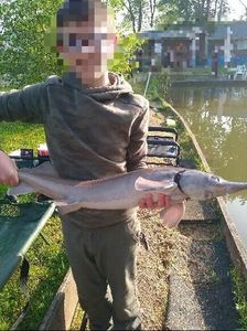 Sturgeon
