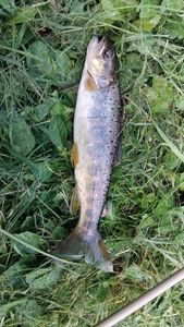 Brown Trout
