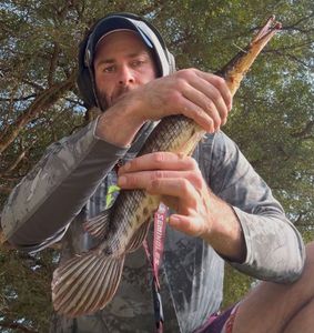 Florida Gar
