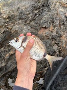 Common Two-banded Seabream