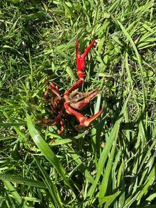 Red Swamp Crayfish