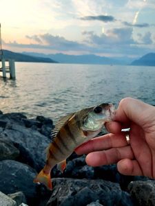 European Perch