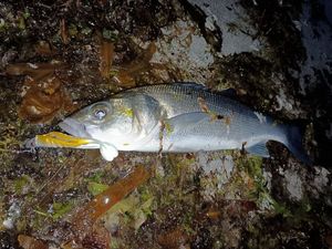 European Bass (Seabass)