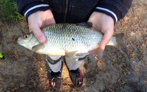 Roach