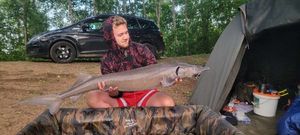 Siberian Sturgeon